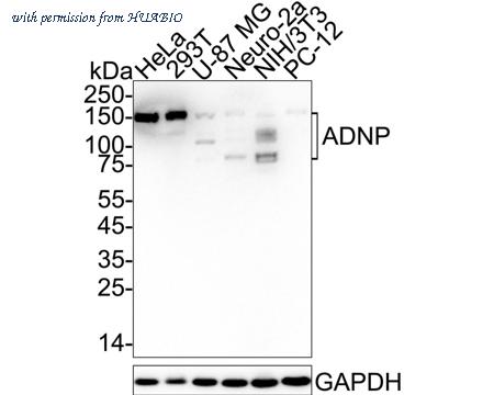 HUABIO HA722824 image 1