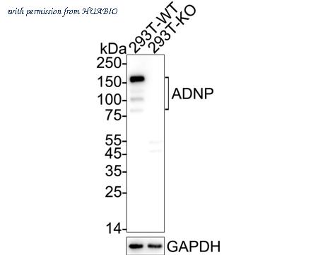 HUABIO HA722824 image 2