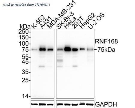 HUABIO HA722825 image 1