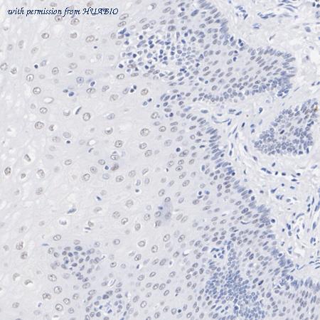 HUABIO HA722826 image 2