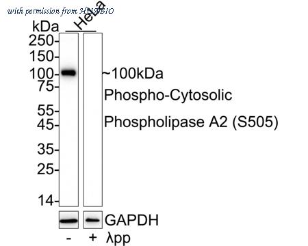 HUABIO HA722849 image 1