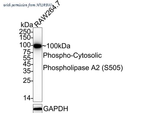 HUABIO HA722849 image 2