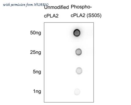 HUABIO HA722849 image 3