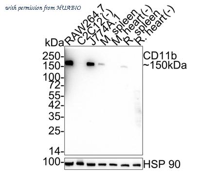 HUABIO HA722856 image 1