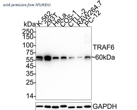 HUABIO HA722857 image 1