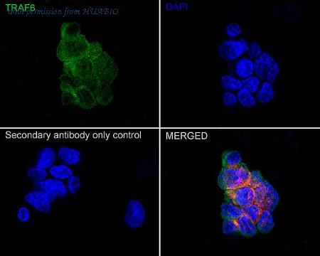 HUABIO HA722857 image 2