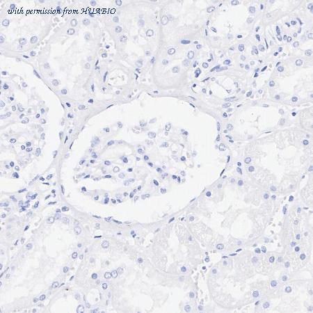 HUABIO HA722865 image 2