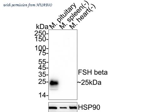 HUABIO HA722866 image 1