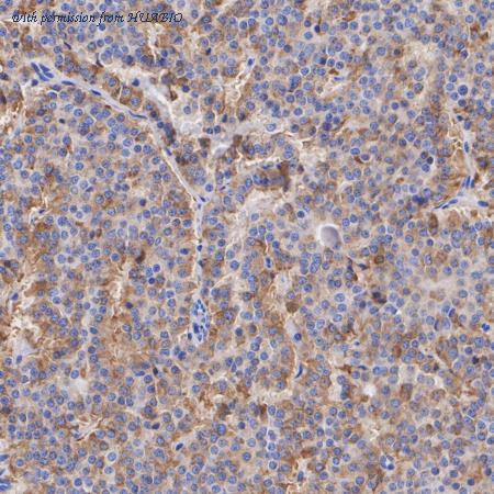 HUABIO HA722866 image 3