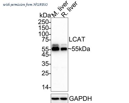 HUABIO HA722868 image 1