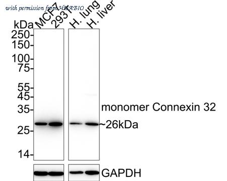 HUABIO HA722869 image 1