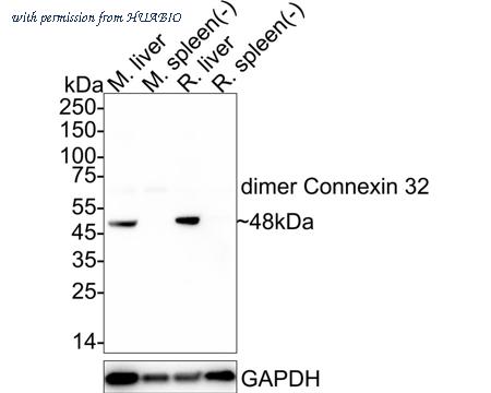 HUABIO HA722869 image 2