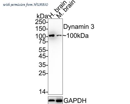 HUABIO HA722870 image 1