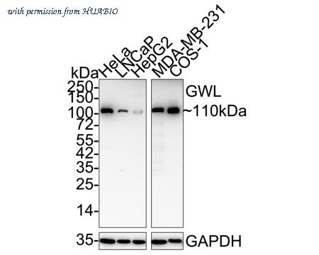 HUABIO HA722884 image 1