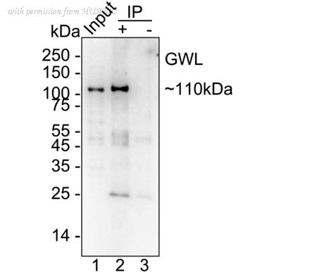 HUABIO HA722884 image 3