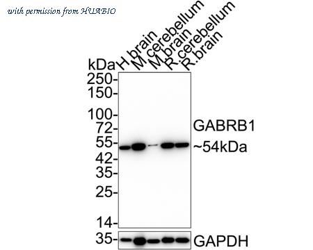 HUABIO HA722898 image 1