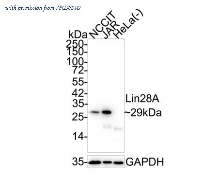 HUABIO HA722899 image 1