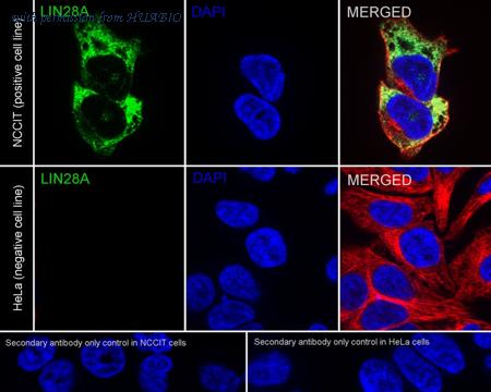 HUABIO HA722899 image 2