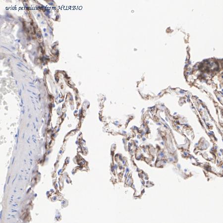 HUABIO HA722900 image 2