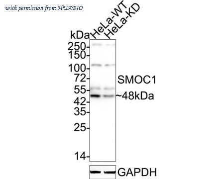 HUABIO HA722909 image 1