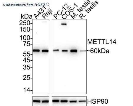 HUABIO HA722910 image 1