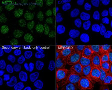 HUABIO HA722910 image 2