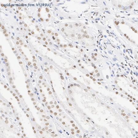 HUABIO HA722910 image 3