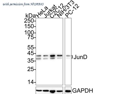 HUABIO HA722913 image 1