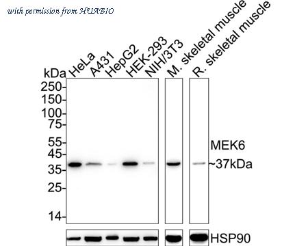 HUABIO HA722917 image 1
