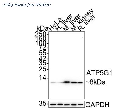 HUABIO HA722921 image 1