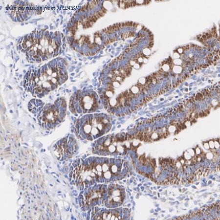 HUABIO HA722921 image 2