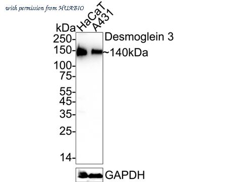 HUABIO HA722930 image 1