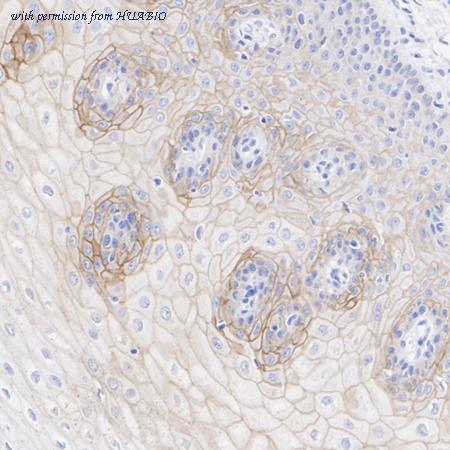 HUABIO HA722930 image 2