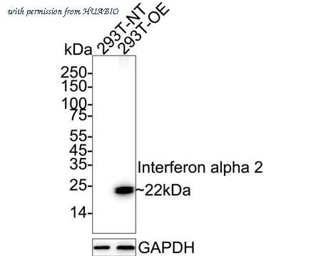 HUABIO HA722967 image 1