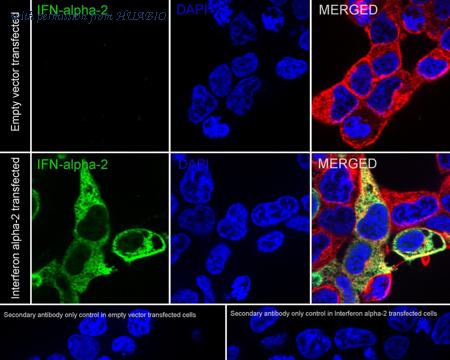 HUABIO HA722967 image 2