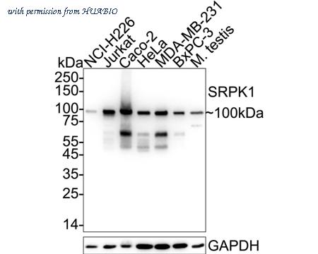 HUABIO HA722970 image 1