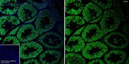 HUABIO HA723000 image 1