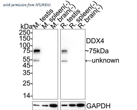 HUABIO HA723000 image 2