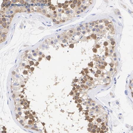 HUABIO HA723000 image 3