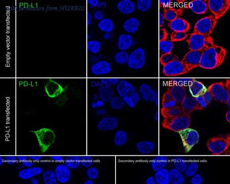 HUABIO HA723002 image 2