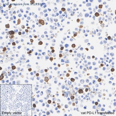 HUABIO HA723002 image 3