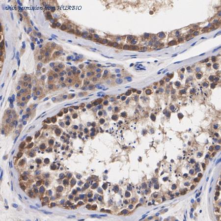 HUABIO HA723020 image 2