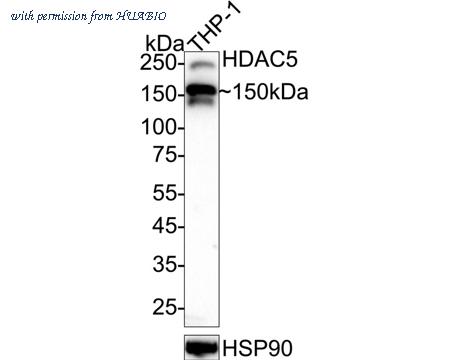 HUABIO HA723022 image 1