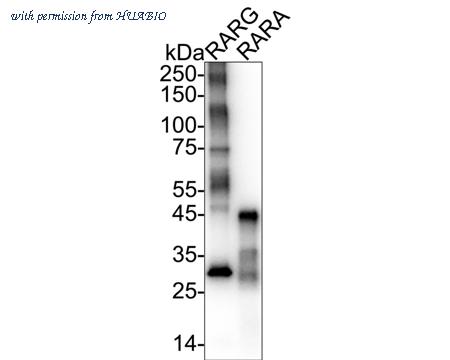 HUABIO HA723026 image 2