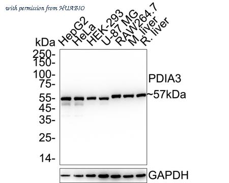 HUABIO HA723031 image 1
