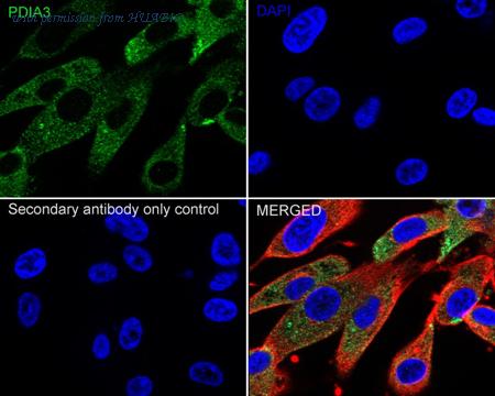 HUABIO HA723031 image 3