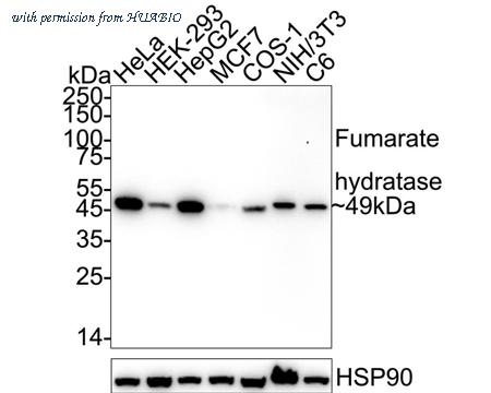 HUABIO HA723032 image 1