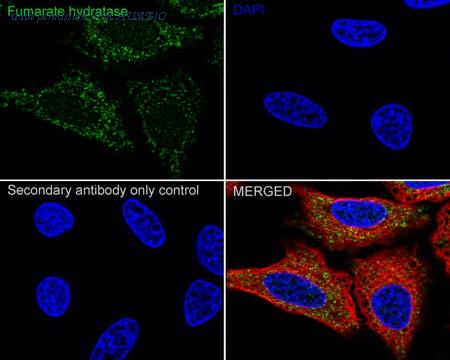 HUABIO HA723032 image 2