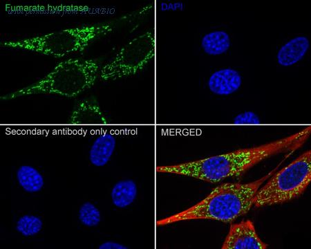 HUABIO HA723032 image 3