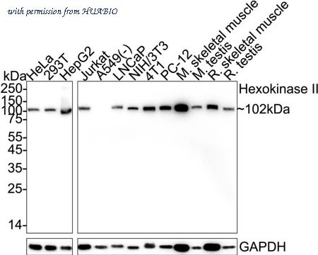 HUABIO HA723033 image 1
